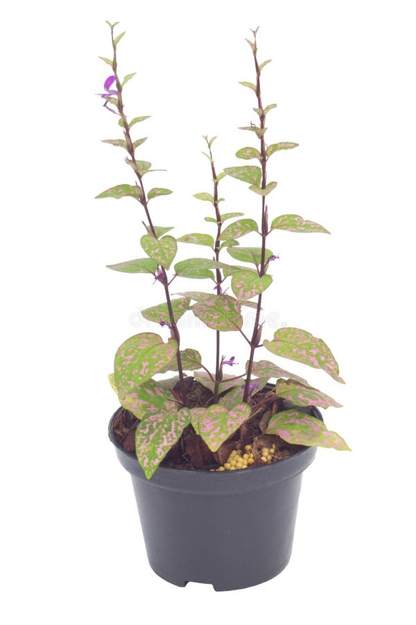 Coleus num vaso imagens de stock royalty free