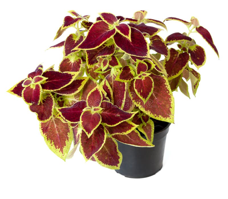 Coleus num vaso imagens de stock royalty free