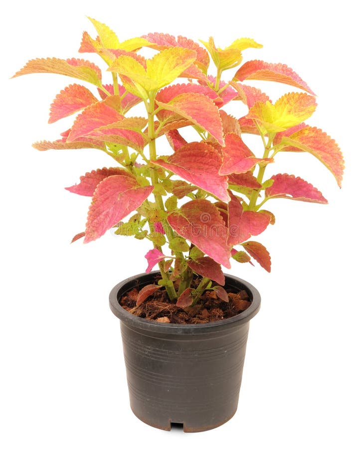 Coleus num vaso foto de stock royalty free