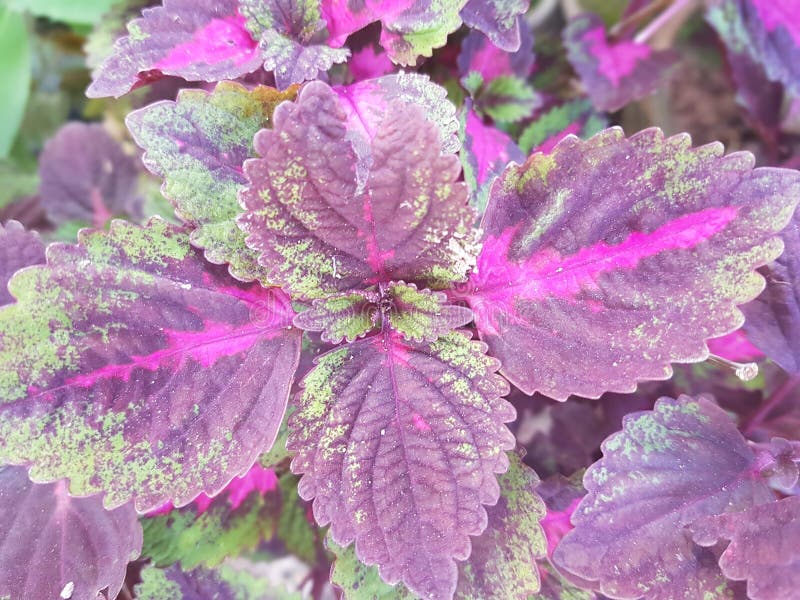 Coleus Plants/ Purple & Green Leaves Stock Photo Image of coleus, purple 255353796