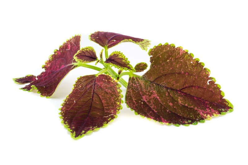 Coleus (Plectranthus behril) fotos de stock