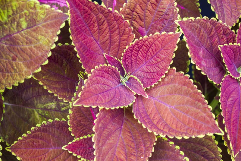coleus Solenostemon Scutellarioides de Plectranthus fotografía de archivo libre de regalías coleus Solenostemon Scutellarioides de Plectranthus fotografía de archivo libre de regalías
