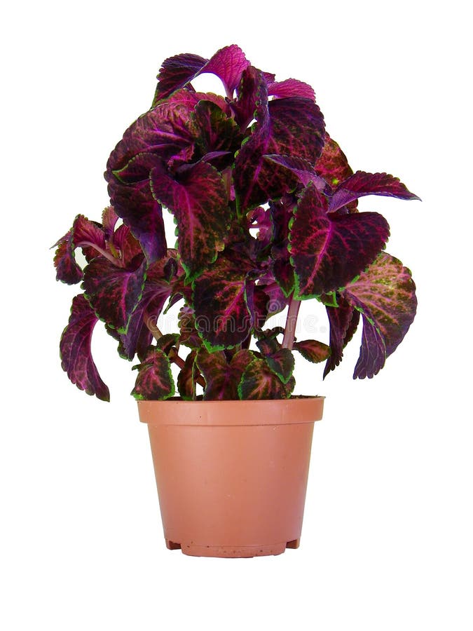 Coleus Verschaffeltii fotos de stock royalty free
