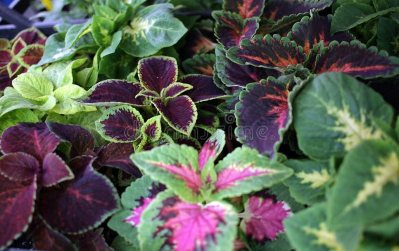 coleus Ποικιλία coleus των εγκαταστάσεων Coleus είναι ένα προηγούμενο γένος των ανθίζοντας φυτών στην οικογένεια Lamiaceae Coleus στοκ εικόνες coleus Ποικιλία coleus των εγκαταστάσεων Coleus είναι ένα προηγούμενο γένος των ανθίζοντας φυτών στην οικογένεια Lamiaceae Coleus στοκ εικόνες