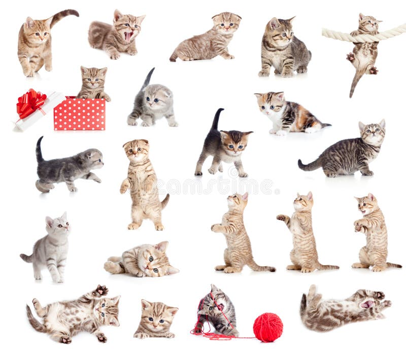 Coleção britânica dos gatos do bebê imagens de stock Coleção britânica dos gatos do bebê imagens de stock