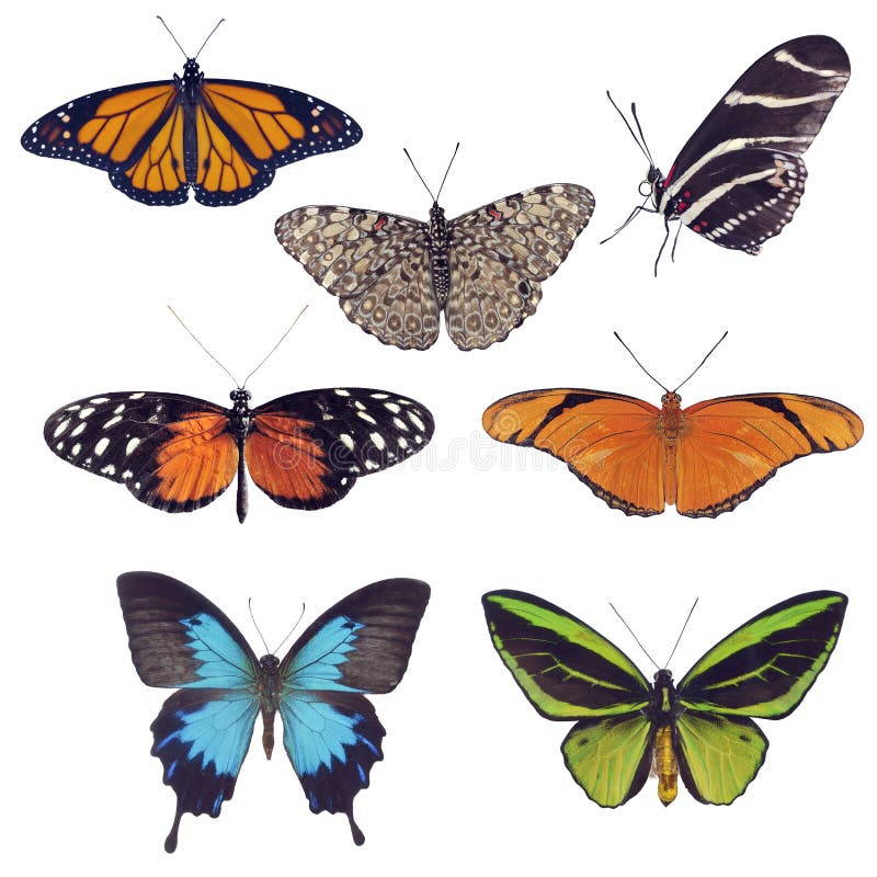 Coleção da borboleta no fundo branco imagens de stock royalty free Coleção da borboleta no fundo branco imagens de stock royalty free