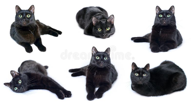 Coleção das imagens do gato preto imagens de stock Coleção das imagens do gato preto imagens de stock