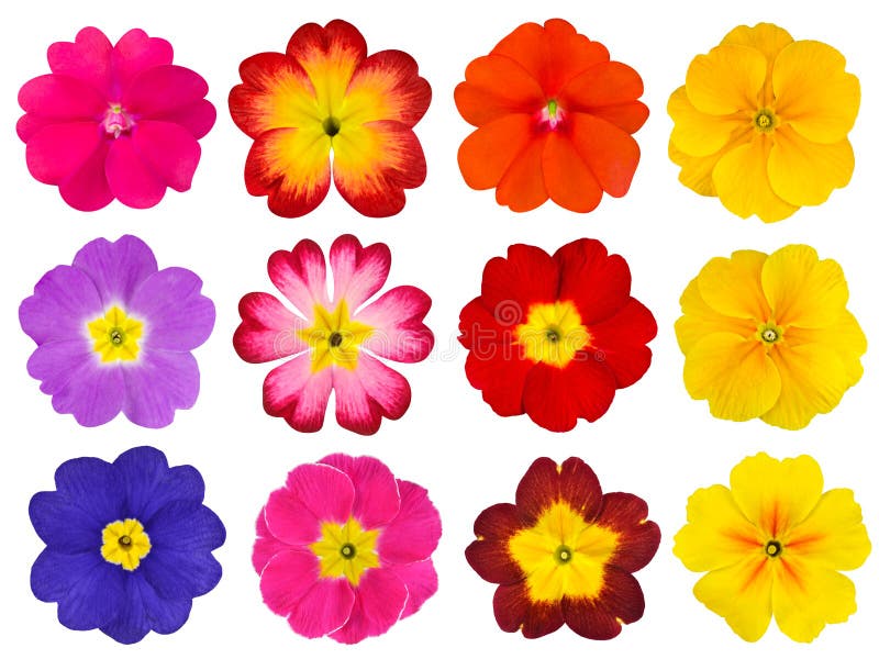 Coleção das prímulas coloridas isoladas no branco imagens de stock Coleção das prímulas coloridas isoladas no branco imagens de stock