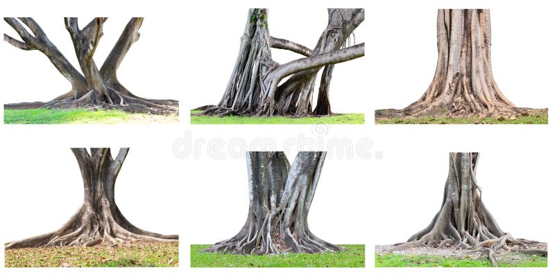 A coleção das raizes grandes da árvore que espalham para fora bonito e o tru fotos de stock royalty free A coleção das raizes grandes da árvore que espalham para fora bonito e o tru fotos de stock royalty free