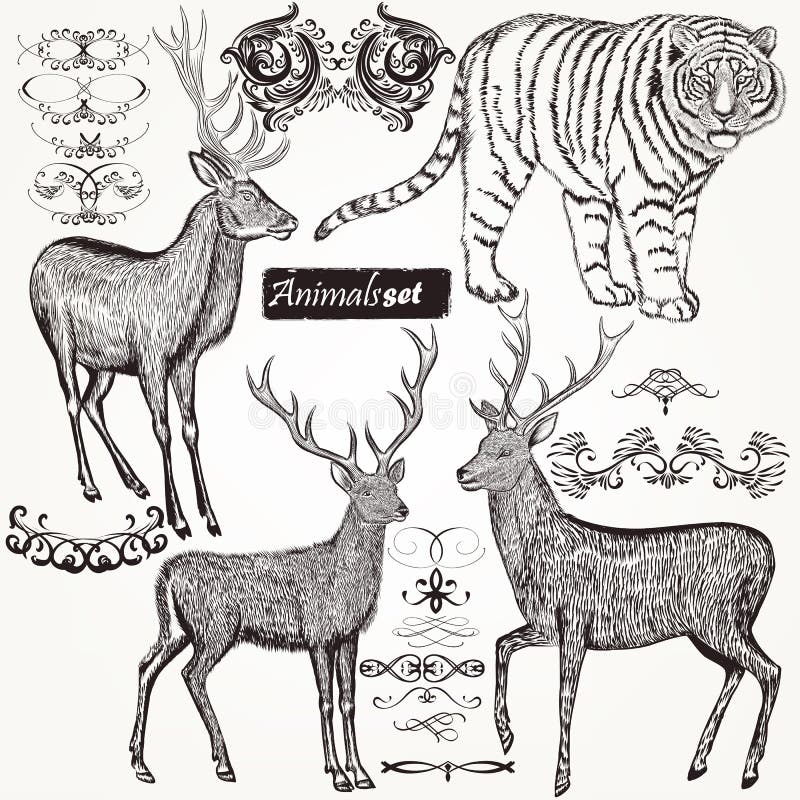 Coleção de animais tirados mão e de flourishes do vetor no vintag ilustração do vetor Coleção de animais tirados mão e de flourishes do vetor no vintag ilustração do vetor