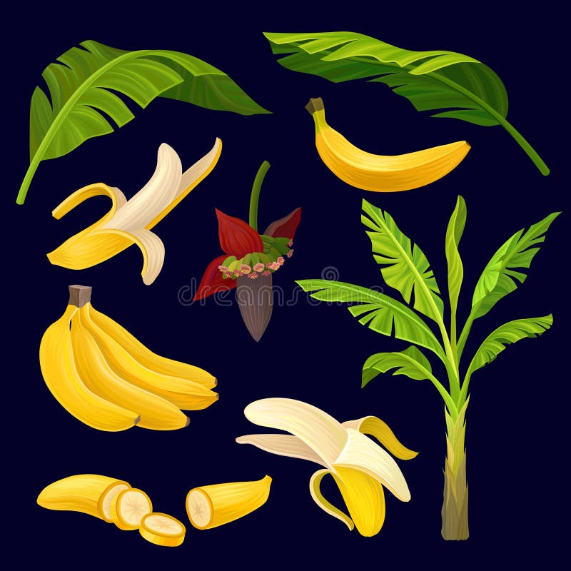 Coleção de bananas, das folhas do verde e da palmeira amarelas maduras projeto do fruto tropical Elementos gráficos naturais deta ilustração stock Coleção de bananas, das folhas do verde e da palmeira amarelas maduras projeto do fruto tropical Elementos gráficos naturais deta ilustração stock