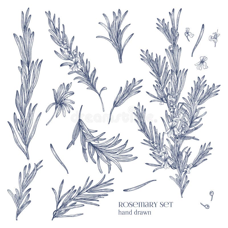 Coleção de desenhos monocromáticos de plantas dos alecrins com as flores isoladas no fundo branco Mão perfumada da erva tirada ilustração stock Coleção de desenhos monocromáticos de plantas dos alecrins com as flores isoladas no fundo branco Mão perfumada da erva tirada ilustração stock