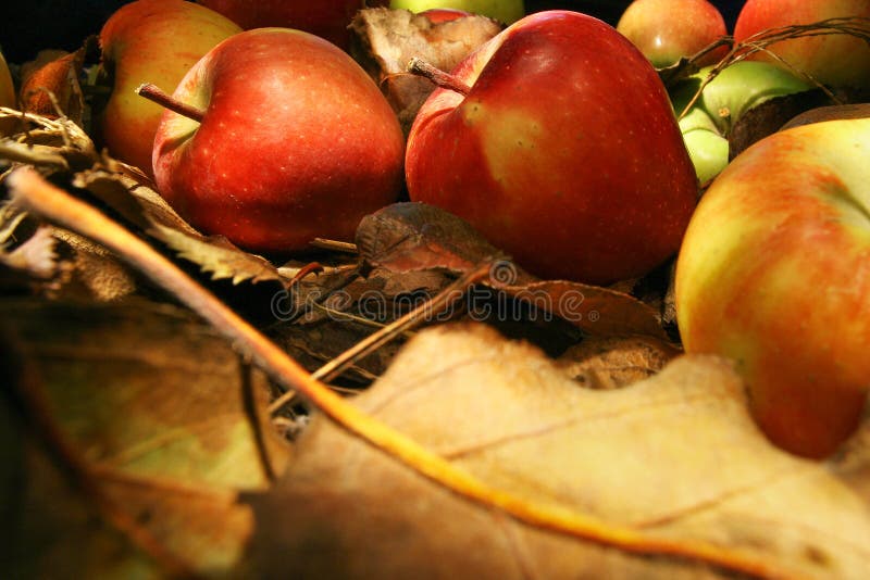 Coleção de maçãs bonitas imagem de stock royalty free