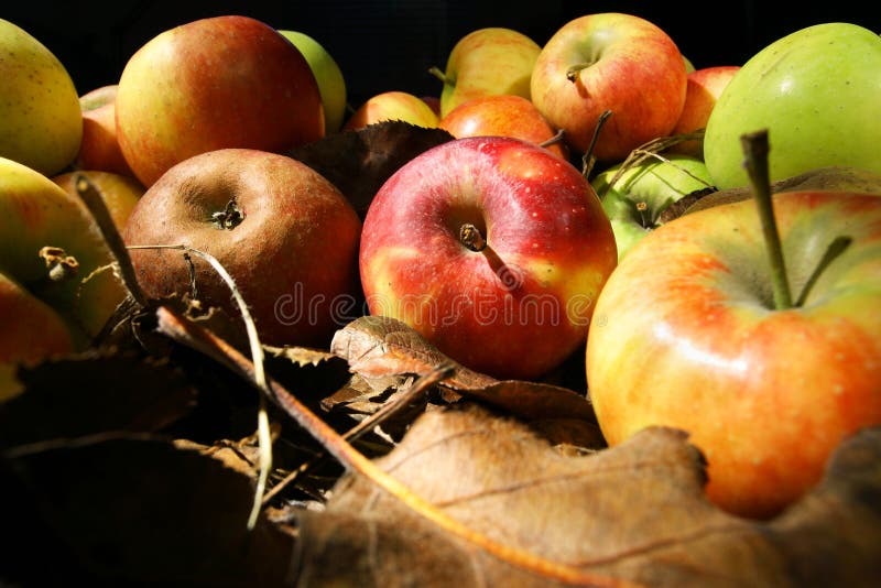 Coleção de maçãs bonitas fotografia de stock