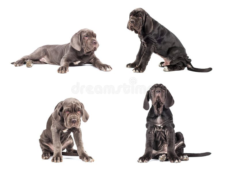 Coleção do corso italiano do bastão do mastim do cachorrinho novo 3 meses foto de stock Coleção do corso italiano do bastão do mastim do cachorrinho novo 3 meses foto de stock