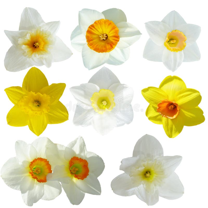 Set of daffodil flowers isolated on white background. Set of daffodil flowers isolated on white background