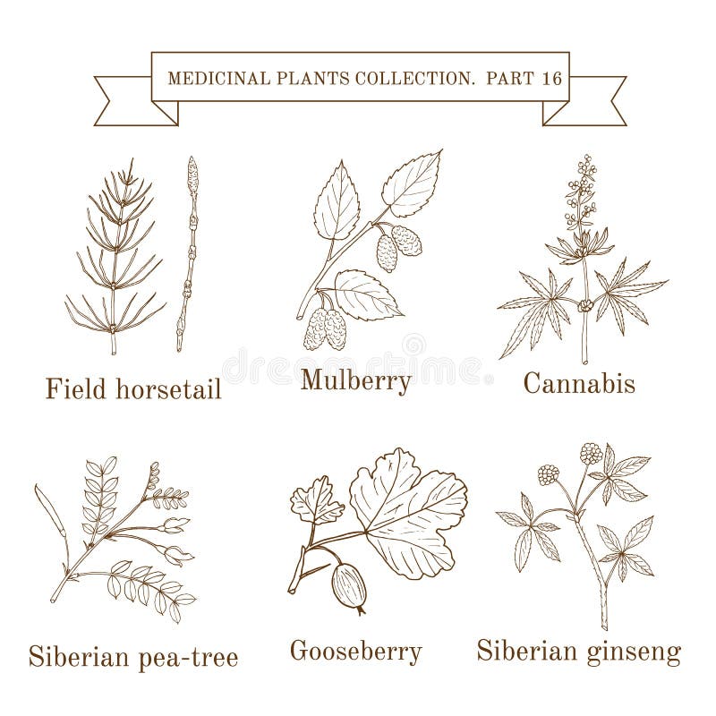 Coleção do vintage de ervas e de plantas médicas tiradas mão, horsetail de campo, amoreira, cannabis, ervilha-árvore siberian ilustração stock Coleção do vintage de ervas e de plantas médicas tiradas mão, horsetail de campo, amoreira, cannabis, ervilha-árvore siberian ilustração stock