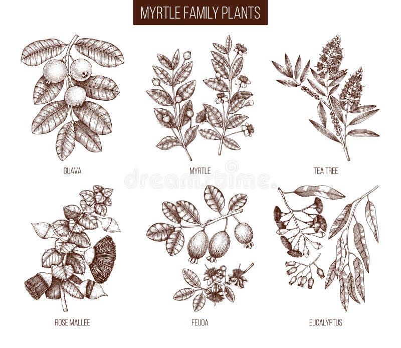 Vintage collection of Myrtle family plants illustrations. Hand drawn myrtus, tea tree, guava fruit, eucalyptus, feijoa sketches. Essential oils ingredients for cosmetics and medicine. Vector drawings. Vintage collection of Myrtle family plants illustrations. Hand drawn myrtus, tea tree, guava fruit, eucalyptus, feijoa sketches. Essential oils ingredients for cosmetics and medicine. Vector drawings.