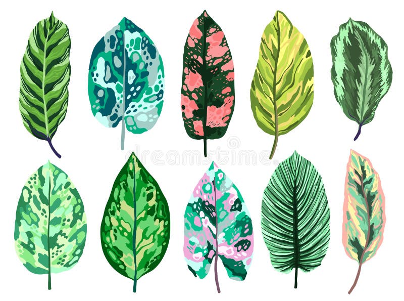 Coleção tropical do grupo do diffenbachia das folhas Elementos isolados vetor no fundo branco Cor heterogêneo exótica da folha ilustração stock Coleção tropical do grupo do diffenbachia das folhas Elementos isolados vetor no fundo branco Cor heterogêneo exótica da folha ilustração stock