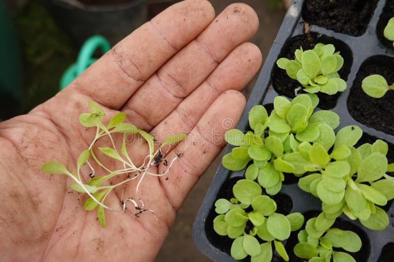picking lettuce plants in seedbeds. separate plants from seedbeds in vegetable garden. picking lettuce plants in seedbeds. separate plants from seedbeds in vegetable garden
