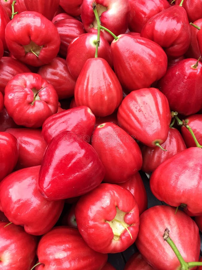 Colheita do fruto de Rose Apple da água de Jambu foto de stock Colheita do fruto de Rose Apple da água de Jambu foto de stock