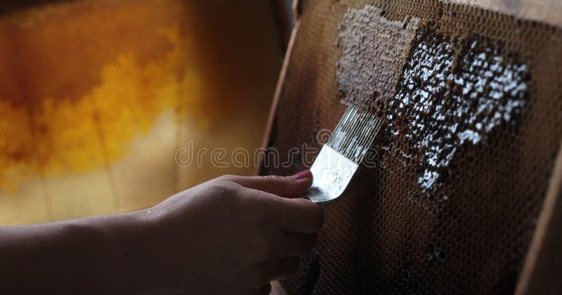 This scene is from a traditional familiar honey harvest event. On this picture is about when we remove the wax caps from (we used a special comb). Behind the wax caps is closed the honey. After this process we will put this frame in a centrifuge extractor wich (while is spins it) separate and collect the honey. This scene is from a traditional familiar honey harvest event. On this picture is about when we remove the wax caps from (we used a special comb). Behind the wax caps is closed the honey. After this process we will put this frame in a centrifuge extractor wich (while is spins it) separate and collect the honey.