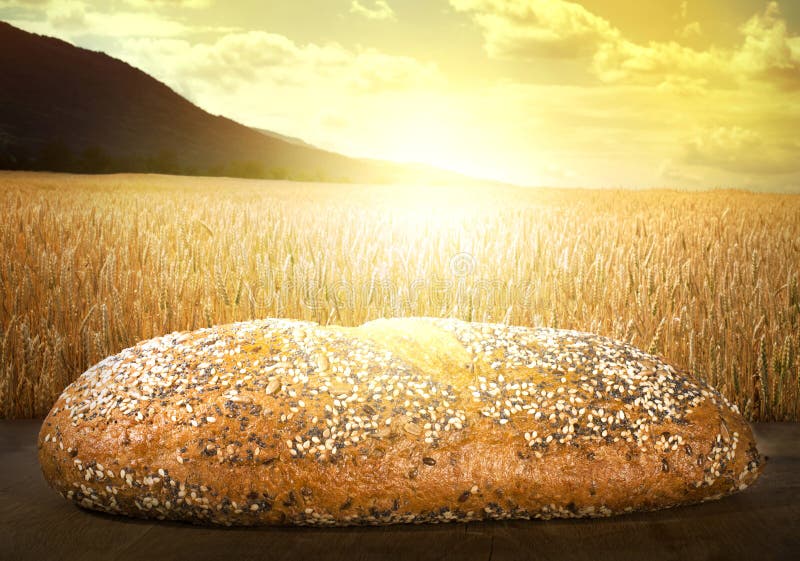Colheitas do cereal do pão e do trigo no por do sol fotografia de stock Colheitas do cereal do pão e do trigo no por do sol fotografia de stock