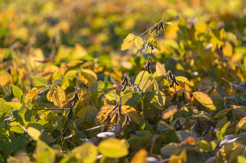 Colheitas maduras de soja iluminadas calorosamente fotos de stock royalty free
