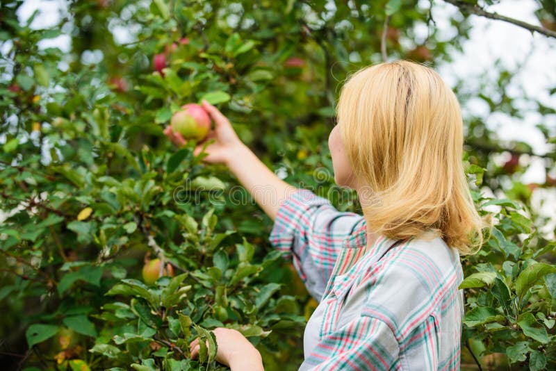 Colhendo o conceito Fundo maduro da árvore de maçã da posse da mulher Exploração agrícola produzindo o produto natural amigável d