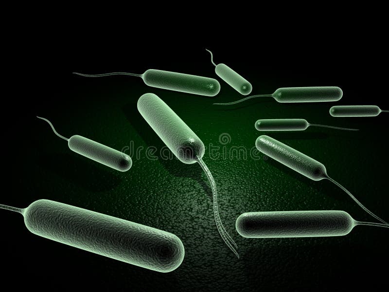 Coli bacteria stock illustration