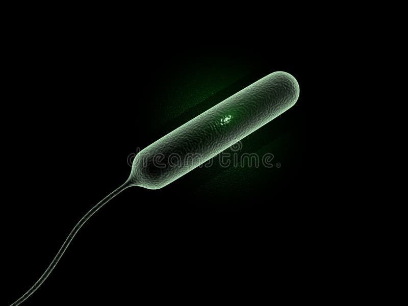 Coli bacteria royalty free illustration