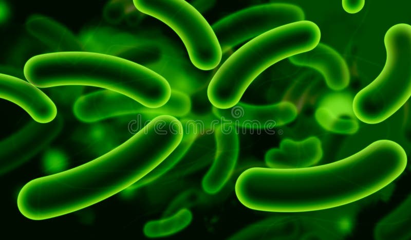 Coli bacteria stock illustration