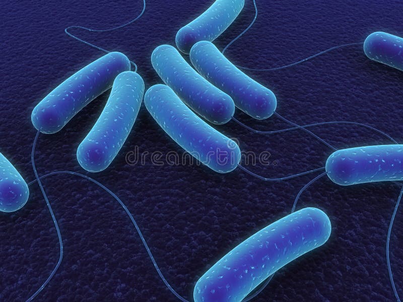 Coli bacteria vector illustration