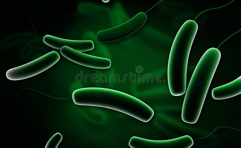 Coli bacteria vector illustration