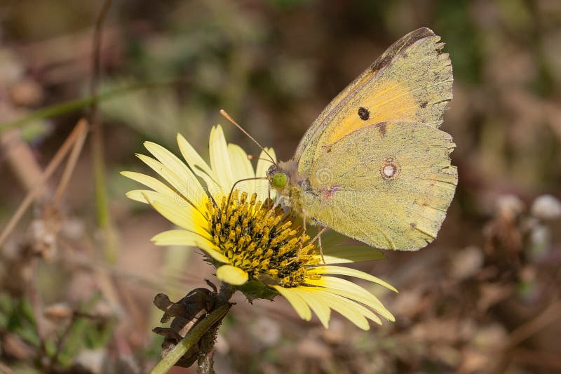 Colias Crocea royalty-vrije stock afbeelding Colias Crocea royalty-vrije stock afbeelding