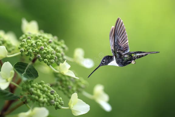 Bandiera Stagionale Colorata Bandiera Da Giardino Con Colibrì - Foto 4