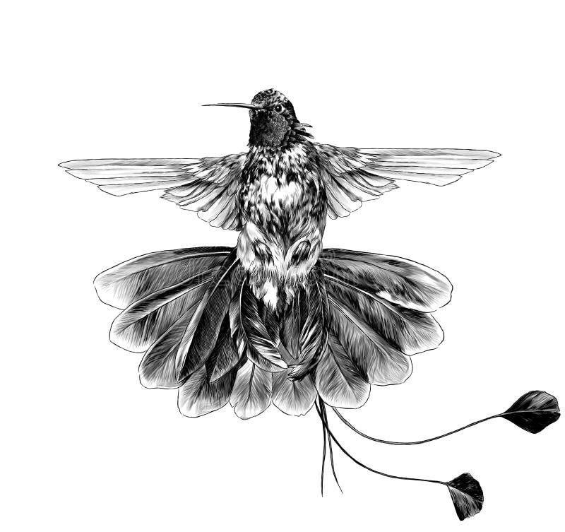 Colibrí Del Pájaro Con Las Alas Abiertas Y La Cola Enorme Ilustración del Vector - Ilustración de vector, plumas: 151633445 Colibrí Del Pájaro Con Las Alas Abiertas Y La Cola Enorme Ilustración del Vector - Ilustración de vector, plumas: 151633445