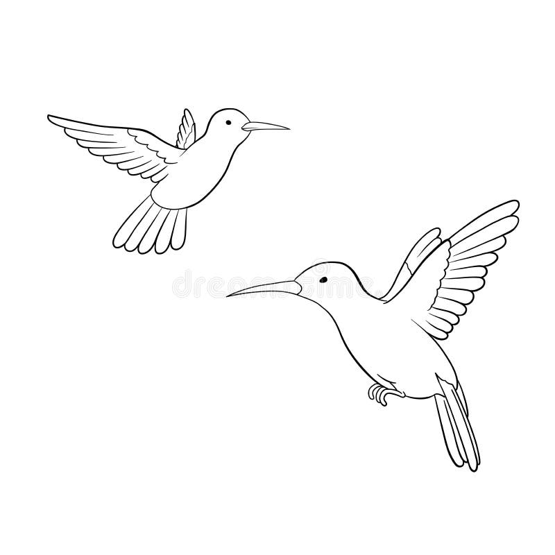 Colibri иллюстрация штока Colibri иллюстрация штока