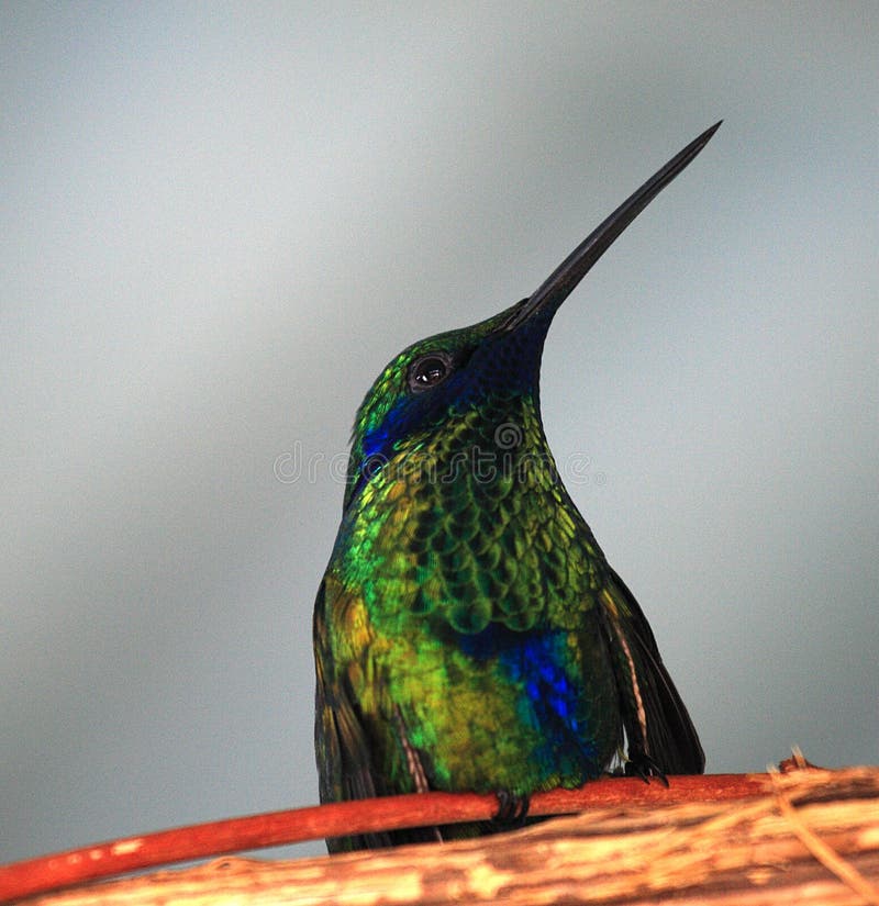sasha colibri sasha colibri
