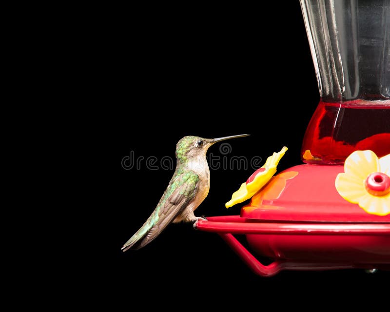 Colibri au conducteur d'isolement sur le noir image libre de droits Colibri au conducteur d'isolement sur le noir image libre de droits