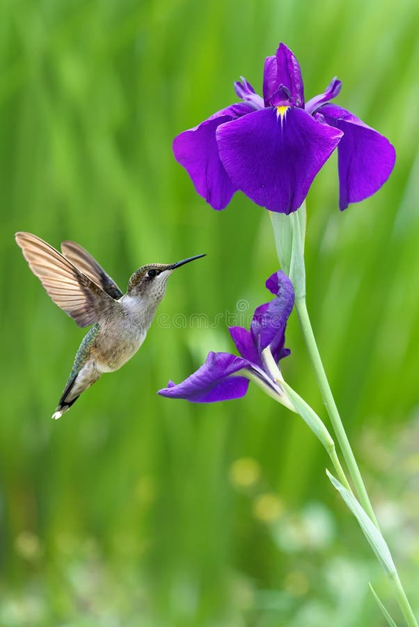 Hummingbird (archilochus colubris) hovering next to a pretty iris flowers vertical image. Hummingbird (archilochus colubris) hovering next to a pretty iris flowers vertical image