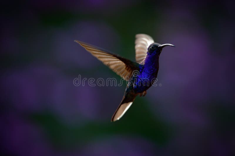 Colibri azul grande de voo Violet Sabrewing com a flor violeta escura borrada no fundo imagem de stock royalty free Colibri azul grande de voo Violet Sabrewing com a flor violeta escura borrada no fundo imagem de stock royalty free