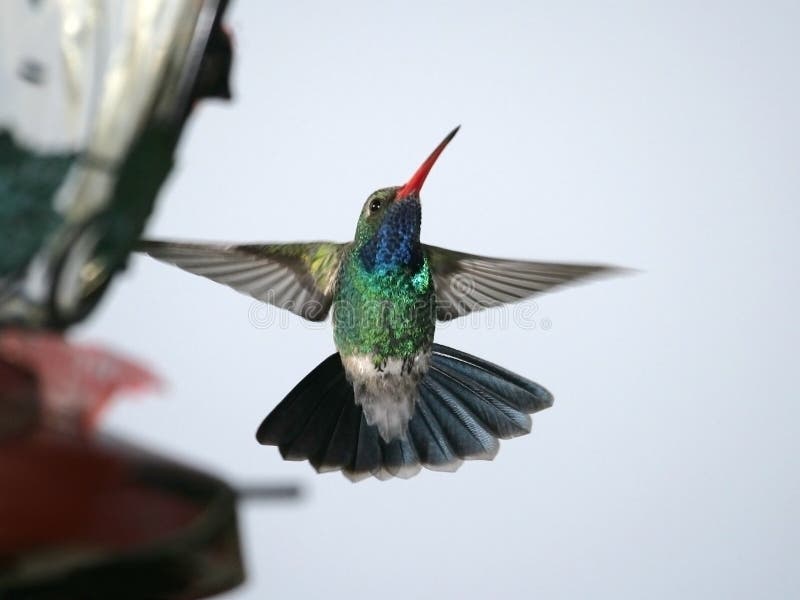 Colibri Broad-billed photographie stock Colibri Broad-billed photographie stock