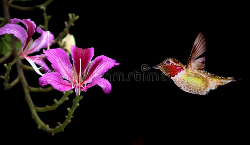 Colibri coloré avec la fleur de fleur photo stock Colibri coloré avec la fleur de fleur photo stock