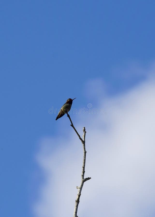 Colibri empoleirado em uma filial de árvore imagens de stock royalty free Colibri empoleirado em uma filial de árvore imagens de stock royalty free