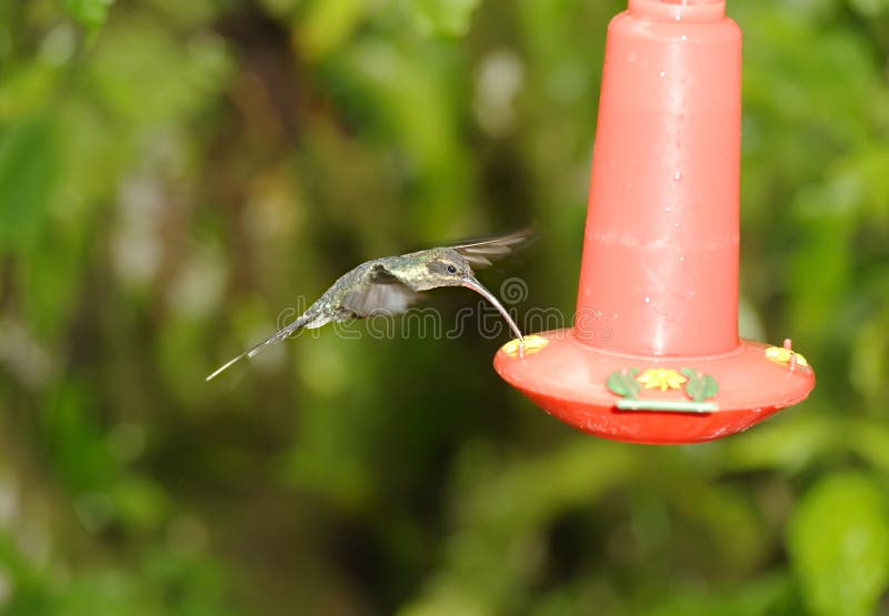 colibri Faixa-atado de Barbthroat, Costa Rica fotografia de stock colibri Faixa-atado de Barbthroat, Costa Rica fotografia de stock
