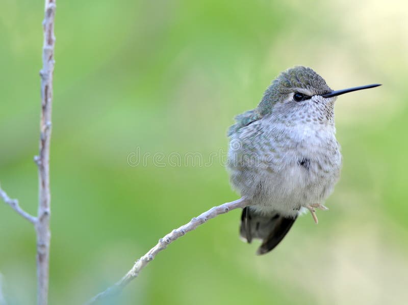 243 Colibri Phoenix Photos Libres De Droits Et Gratuites De Dreamstime 243 Colibri Phoenix Photos Libres De Droits Et Gratuites De Dreamstime