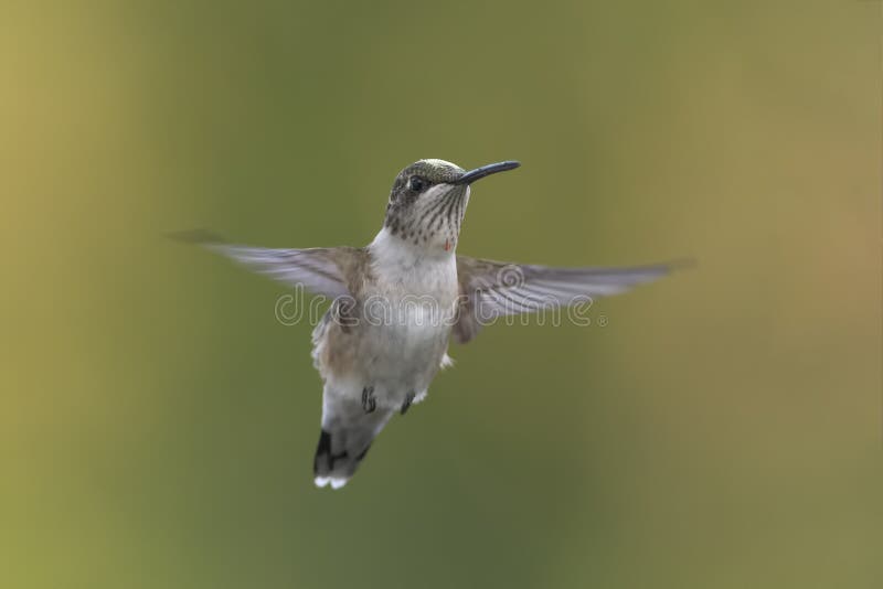 Colibri masculino juvenil pequeno bonito em voo foto de stock Colibri masculino juvenil pequeno bonito em voo foto de stock