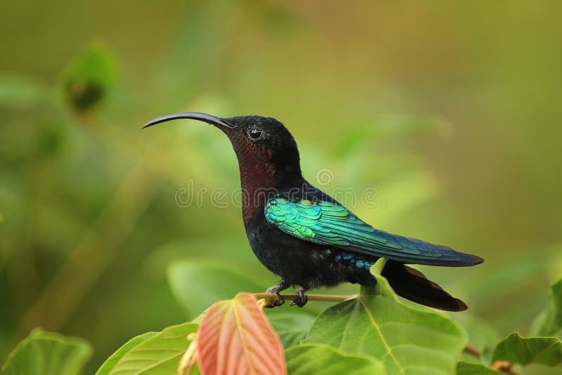 colibri Roxo-throated do Carib fotografia de stock colibri Roxo-throated do Carib fotografia de stock