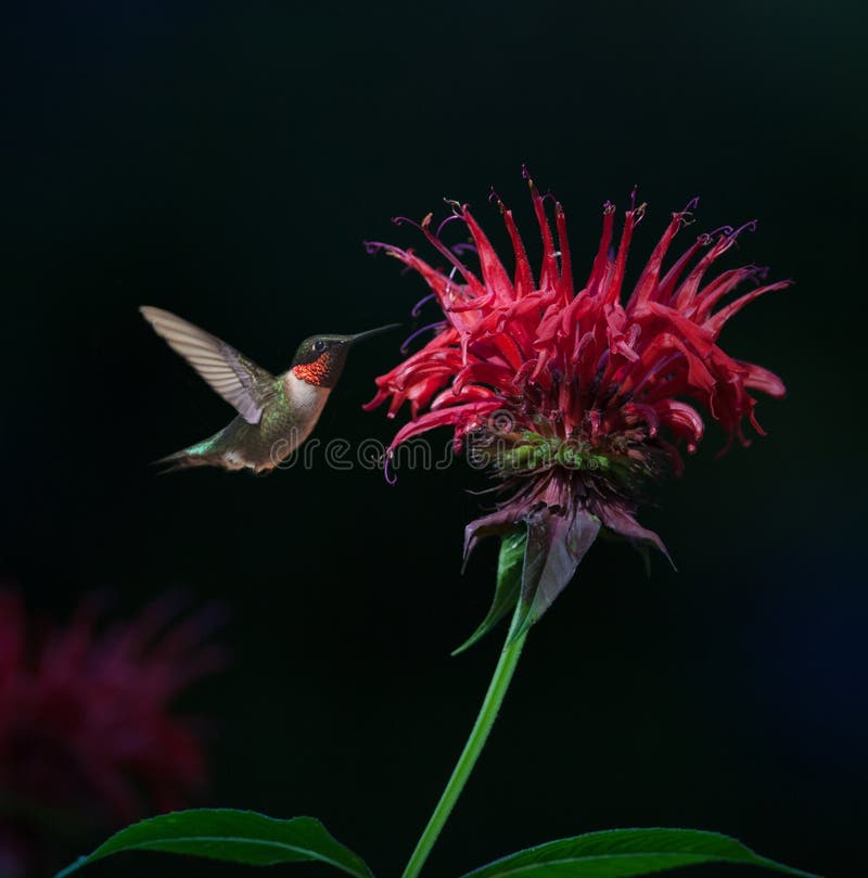colibri Rubi-throated no bálsamo de abelha
